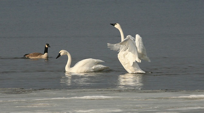 White Lake Area Wildlife in the Winter